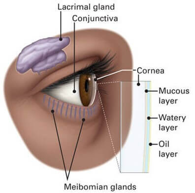 surface of the eye